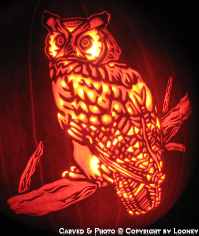 Owl