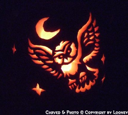 WiseOwl